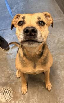 Beagle and Mixed Breed Dogs Available for Adoption in Bowling Green, Kentucky - Buster | PetCurious