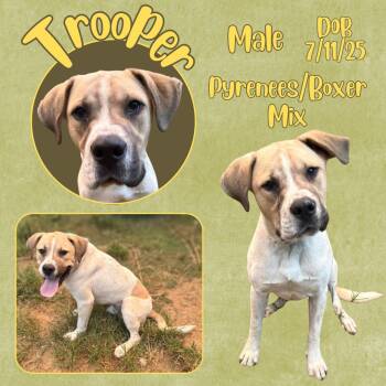 Trooper -  Great Pyrenees and Boxer Dog for Adoption in Caldwell, Texas - Trooper | PetCurious