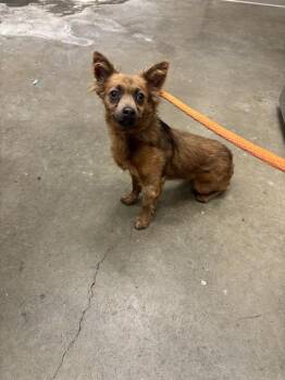 TOD -  Chihuahua and Mixed Breed Dog for Adoption in Ontario, California - TOD | PetCurious
