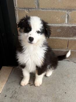 Retriever and Shepherd Dogs Available for Adoption - Deeno | PetCurious