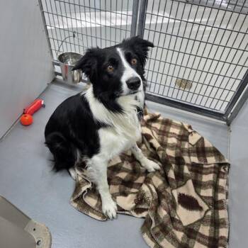 Atwood -  Border Collie and Mixed Breed Dog for Adoption in Incline Village, Nevada - Atwood | PetCurious