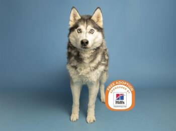 ACE -  Siberian Husky Dog for Adoption in Phoenix, Arizona - ACE | PetCurious