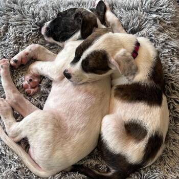 Collie and Terrier Dogs Available for Adoption in South Elgin, Illinois - Olivia | PetCurious