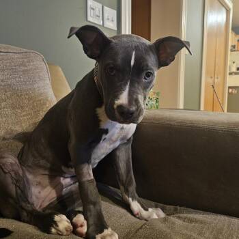 Pit Bull Terrier Dogs Available for Adoption in South Elgin, Illinois - Beauty | PetCurious
