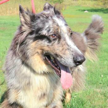 Rescue Collie Dogs for Adoption in New York, New York - BALOO "In NY:Foster Or Forever Home Needed!" | PetCurious
