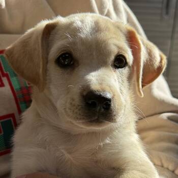 Boo Boo -  Yellow Labrador Retriever Dog for Adoption in Midland, Texas - Boo Boo | PetCurious