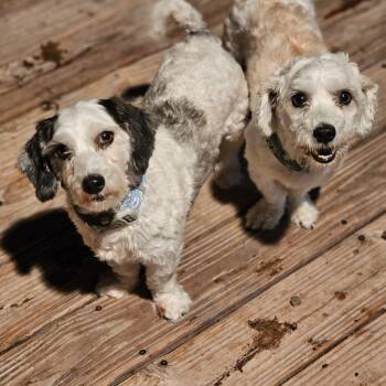 Bentley and Snoopy -  Havanese Dog for Adoption in Shiloh, Illinois - Bentley And Snoopy | PetCurious