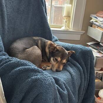 Black Labrador Retriever Dogs Available for Adoption in Dallas, Texas - Ramona Quimby (New Digs) | PetCurious