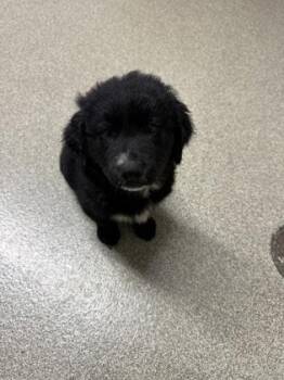 River -  Golden Retriever and Great Pyrenees Dog for Adoption in Pequot Lakes, Minnesota - River | PetCurious