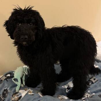 Leia -  Poodle and Mixed Breed Dog for Adoption in Falls Church, Virginia - Leia | PetCurious