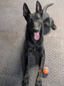 Demi - Located in Florida -  Belgian Shepherd Malinois Dog for Adoption in Imlay City, Michigan - Demi - Located In Florida | PetCurious