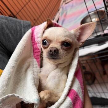 0965-D26 -  Chihuahua Dog for Adoption in Port Charlotte, Florida - 0965-D26 | PetCurious