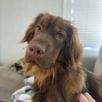 Hermione D64364 -  Australian Shepherd and Mixed Breed Dog for Adoption in Minnetonka, Minnesota - Hermione D64364 | PetCurious
