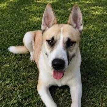 Monte -  Husky Dog for Adoption in Houston, Texas - Monte | PetCurious