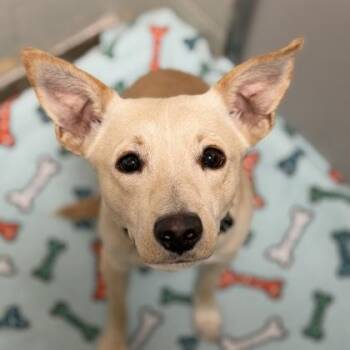 Zero -  Australian Kelpie and Chihuahua Dog for Adoption in Sacramento, California - Zero | PetCurious