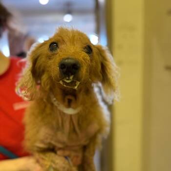 Poodle Dogs Available for Adoption - Harry | PetCurious