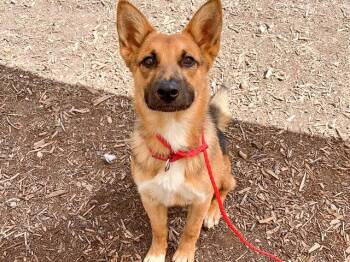 German Shepherd Dog and Mixed Breed Dogs Available for Adoption - PEGASUS | PetCurious