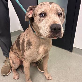 Lily -  Catahoula Leopard Dog and Mixed Breed Dog for Adoption in Abilene, Texas - Lily | PetCurious