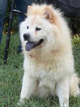 Bella and Stella pending adoption -  Chow Chow Dog for Adoption in Sacramento, California - Bella And Stella Pending Adoption | PetCurious