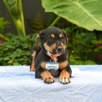 Sheffield -  Shepherd and Mixed Breed Dog Available for Adoption in Wake Forest, North Carolina - Sheffield | PetCurious