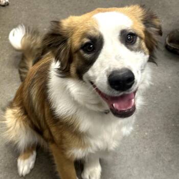 Scar -  Australian Shepherd Dog for Adoption in Midland, Texas - Scar | PetCurious