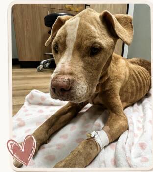 Mixed Breed Dogs Available for Adoption in Houston, Texas - Xena | PetCurious