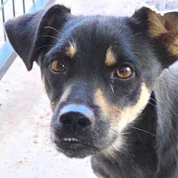 Rescue Cardigan Welsh Corgi and Mixed Breed Dogs for Adoption in Austin, Texas - Rocket Ship FJ | PetCurious