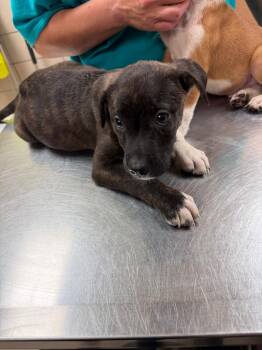 Mixed Breed Dogs Available for Adoption in Bossier City, Louisiana - Grace | PetCurious