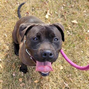 Rescue Pit Bull Terrier Dogs for Adoption in Hamilton Township, New Jersey - LOVEY | PetCurious