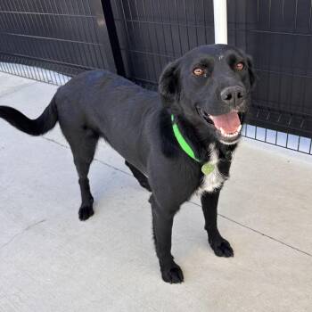 Sweetums -  Mixed Breed Dog for Adoption in Hailey, Idaho - Sweetums | PetCurious