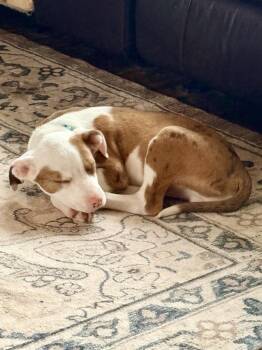 Chance -  Mixed Breed Dog for Adoption - Chance | PetCurious