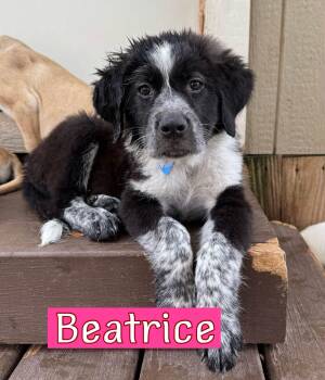Beatrice -  Great Pyrenees Dog for Adoption in Fort Worth, Texas - Beatrice | PetCurious