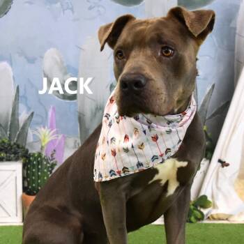 Jack -  Pit Bull Terrier Dog for Adoption in Yuma, Arizona - Jack | PetCurious