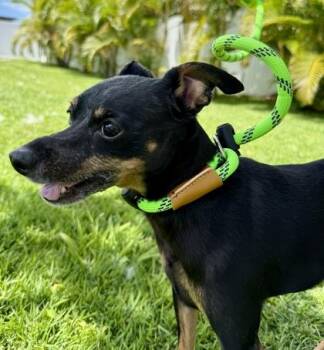 Miniature Pinscher and Mixed Breed Dogs Available for Adoption in Honolulu, Hawaii - Pumba | PetCurious