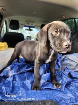 KIWI -  American Staffordshire Terrier Dog for Adoption in San Antonio, Texas - KIWI | PetCurious