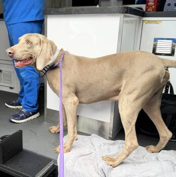 Weimaraner Dogs Available for Adoption - Atticus  | PetCurious