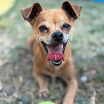 Chihuahua Dogs Available for Adoption - Ella | PetCurious