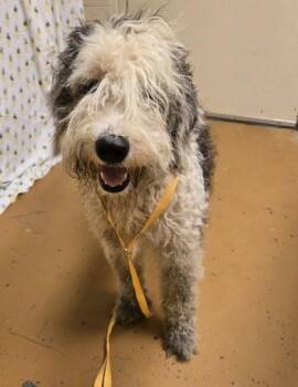 Sam -  Standard Poodle and Old English Sheepdog Dog for Adoption in Gainesville, Florida - Sam | PetCurious