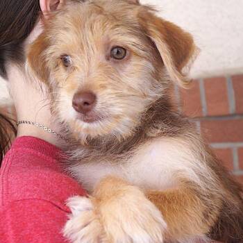 Breezy -  Maltese and Beagle Dog for Adoption in Carrollton, Texas - Breezy | PetCurious