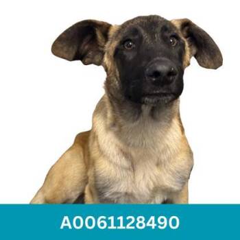 Griffin -  Anatolian Shepherd Dog for Adoption in Red Bluff, California - Griffin | PetCurious