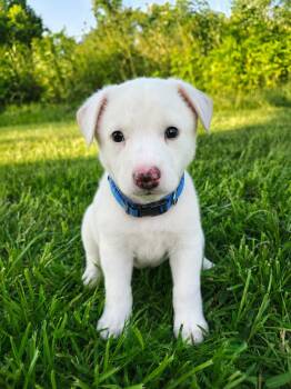 Koda -  Terrier Dog for Adoption in Liverpool, Texas - Koda | PetCurious