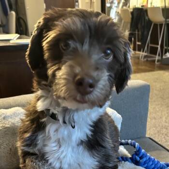 Gigi -  Havanese Dog for Adoption in Kansas City, Missouri - Gigi | PetCurious