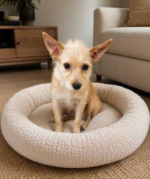 Brigitte -  Wirehaired Terrier and Chihuahua Dog for Adoption in Camp Pendleton North, California - Brigitte | PetCurious