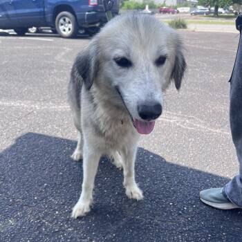 Carlotta -  Husky Dog for Adoption in Waco, Texas - Carlotta | PetCurious