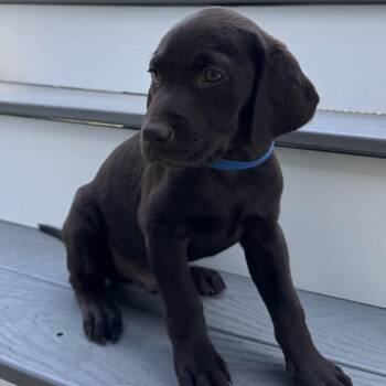Whitaker -  Mixed Breed Dog for Adoption in Fredericksburg, Virginia - Whitaker | PetCurious