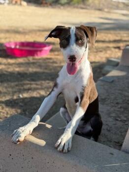 Rooster-One of our Amazing Rescue Dogs -  English Pointer and Weimaraner Dog for Adoption in Carlsbad, California - Rooster-One Of Our Amazing Rescue Dogs | PetCurious