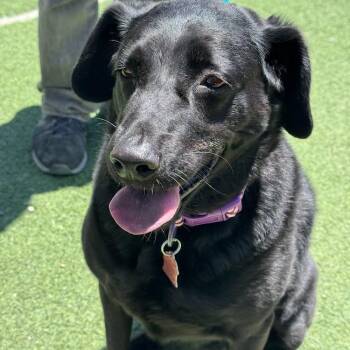 Labrador Retriever Dogs Available for Adoption in San Diego, California - Blackie | PetCurious