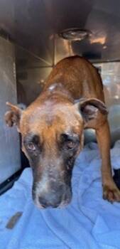 Rescue Pit Bull Terrier and Mixed Breed Dogs for Adoption in Honolulu, Hawaii - 59725794 | PetCurious