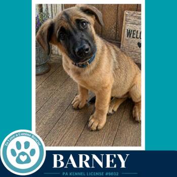 Shepherd Dogs Available for Adoption in Kimberton, Pennsylvania - Barney 053026 | PetCurious