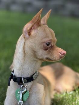 Tinker -  Chihuahua Dog for Adoption in Boonton, New Jersey - Tinker | PetCurious